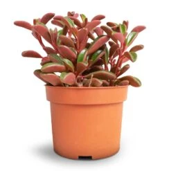 Peperomia Graveolens - Ruby Glow Radiator Plant -Indoor Plants Store Peperomia graveolens Ruby Glow Radiator Plant 10.5x17cm