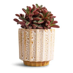 Lugano Scalloped Plant Pot - Mustard -Indoor Plants Store Peperomia graveolens Ruby Glow Radiator Plant 10.5x17cm Lugano Scalloped Plant Pot Mustard 13x13cm 0aadc796 596b 4f7f be8a 850a180dcff4