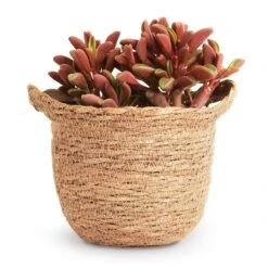 Peperomia Graveolens - Ruby Glow Radiator Plant -Indoor Plants Store Peperomia graveolens Ruby Glow Radiator Plant 10.5x17cm Nelis Plant Basket Camel 13x12cm 9ec1d073 f317 4ca9 89c4 be0f6487a030