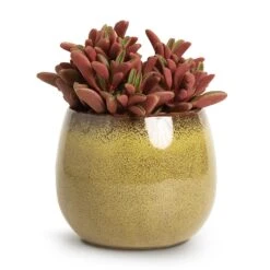 Peperomia Graveolens - Ruby Glow Radiator Plant -Indoor Plants Store Peperomia graveolens Ruby Glow Radiator Plant 10.5x17cm Odile Plant Pot Moss 13x11cm 74d4c8e9 df29 4ee9 977e 70d1100ae8bc