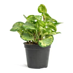 Peperomia Obtusifolia Golden Gate - Baby Rubber Plant -Indoor Plants Store Peperomia obtusifolia Golden Gate Baby Rubber Plant 14cm