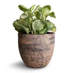 Peperomia Obtusifolia Golden Gate - Baby Rubber Plant -Indoor Plants Store Peperomia obtusifolia Golden Gate Baby Rubber Plant 14x25cm Cas Plant Pot Sahara 17x15cm d75b2341 f5b8 4dbe abdd 706859f8cb71