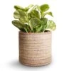 Peperomia Obtusifolia Golden Gate - Baby Rubber Plant -Indoor Plants Store Peperomia obtusifolia Golden Gate Baby Rubber Plant 14x25cm Hera Plant Pot Ivory 13x14cm copy 4efb932f 05bc 466e ab0b 216203e8df6b