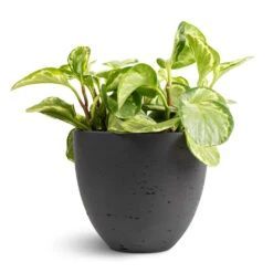 Mini Jesslyn Plant Pot - Black Washed -Indoor Plants Store Peperomia obtusifolia Golden Gate Baby Rubber Plant 14x25cm Mini Jesslyn Plant Pot Black Washed 18x15cm 1 ed3a6919 6dd9 4a43 92e8 35e449ec0827