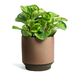 Peperomia Obtusifolia Golden Gate - Baby Rubber Plant -Indoor Plants Store Peperomia obtusifolia Golden Gate Baby Rubber Plant