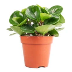 Peperomia Obtusifolia Green - Baby Rubber Plant 21 Peperomia Obtusifolia Green - Baby Rubber Plant -Indoor Plants Store Peperomia obtusifolia Green Baby Rubber Plant 11x20cm