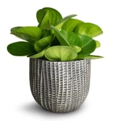 Peperomia Obtusifolia Green - Baby Rubber Plant 22 Peperomia Obtusifolia Green - Baby Rubber Plant -Indoor Plants Store Peperomia obtusifolia Green Baby Rubber Plant 11x20cm Feico Plant Pot Metal Black 15x13cm