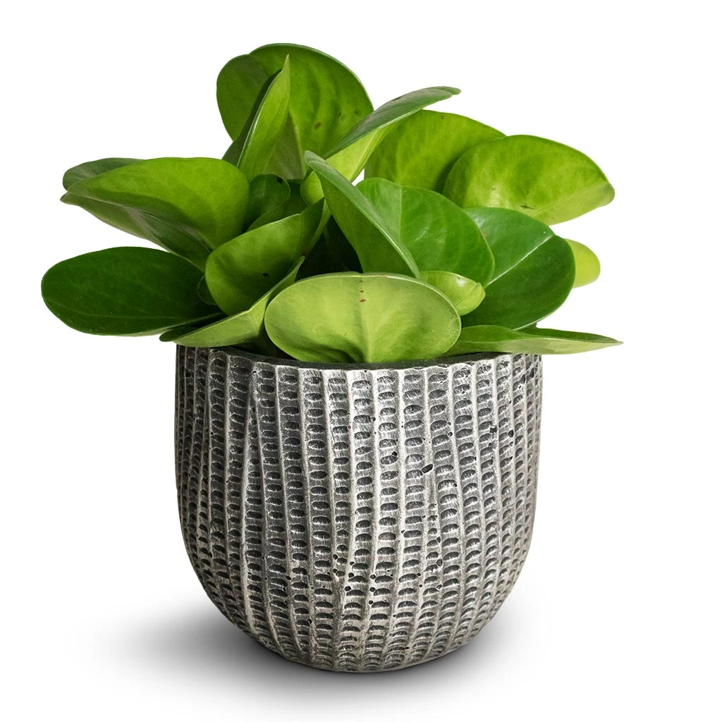 Peperomia Obtusifolia Green - Baby Rubber Plant 8 Peperomia Obtusifolia Green - Baby Rubber Plant - Image 6