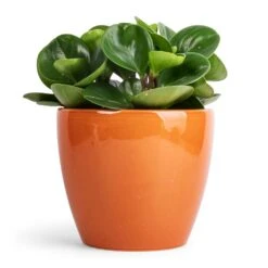 Peperomia Obtusifolia Green - Baby Rubber Plant 23 Peperomia Obtusifolia Green - Baby Rubber Plant -Indoor Plants Store Peperomia obtusifolia Green Baby Rubber Plant 11x20cm Sven Plant Pot Mandarin 16x13cm ec74b063 61f6 45a2 bd6e a2e1b87bc3dc