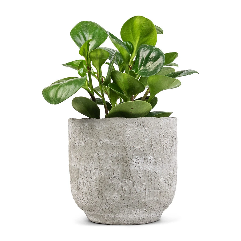 Peperomia Obtusifolia Green - Baby Rubber Plant 11 Peperomia Obtusifolia Green - Baby Rubber Plant - Image 9