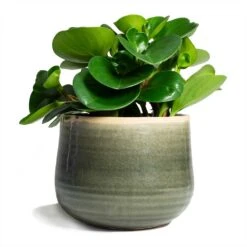 Peperomia Obtusifolia Green - Baby Rubber Plant 26 Peperomia Obtusifolia Green - Baby Rubber Plant -Indoor Plants Store Peperomia obtusifolia Green Baby Rubber Plant 14x20cm Iris Plant Pot Moss Grey 18x15cm