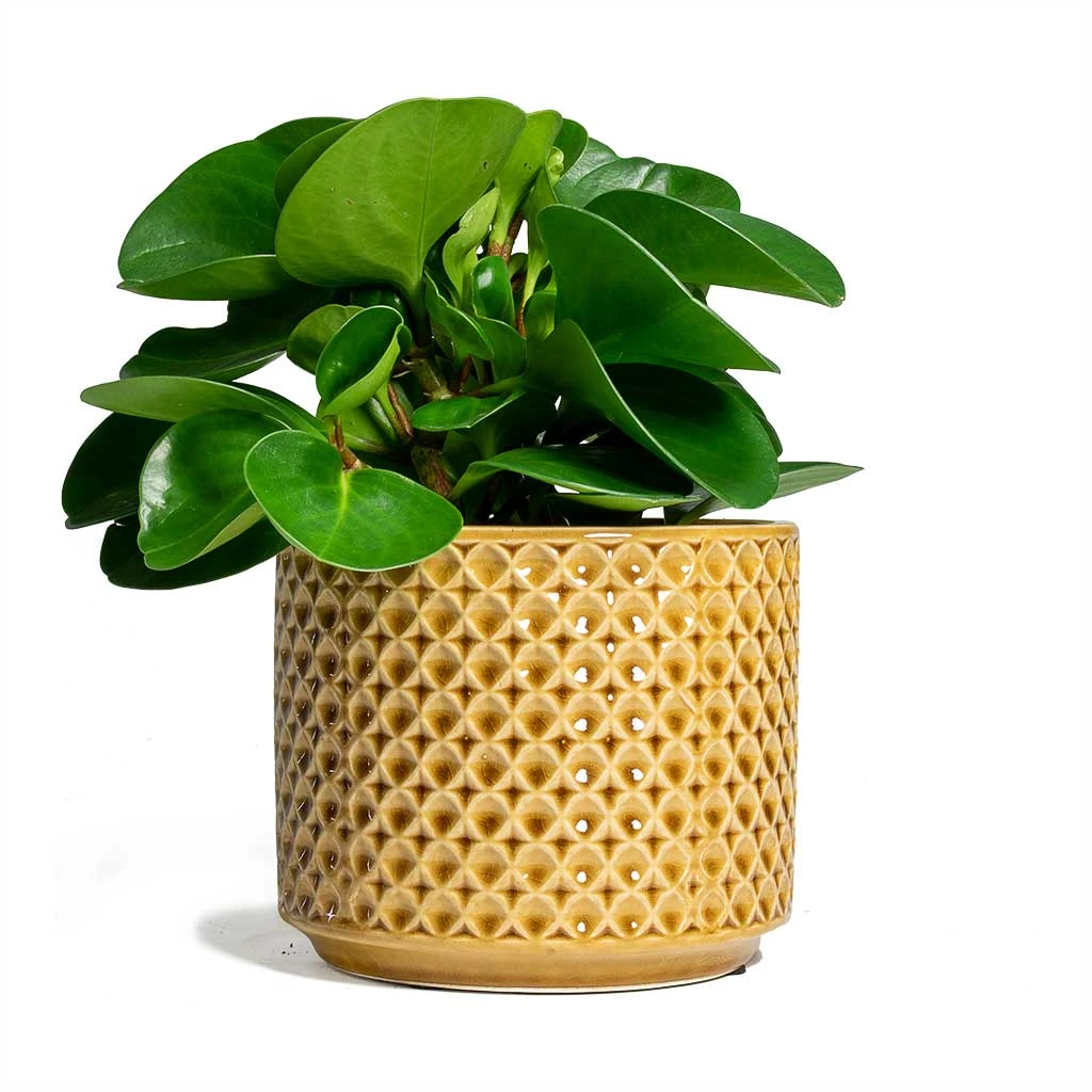 Peperomia Obtusifolia Green - Baby Rubber Plant 3 Peperomia Obtusifolia Green - Baby Rubber Plant