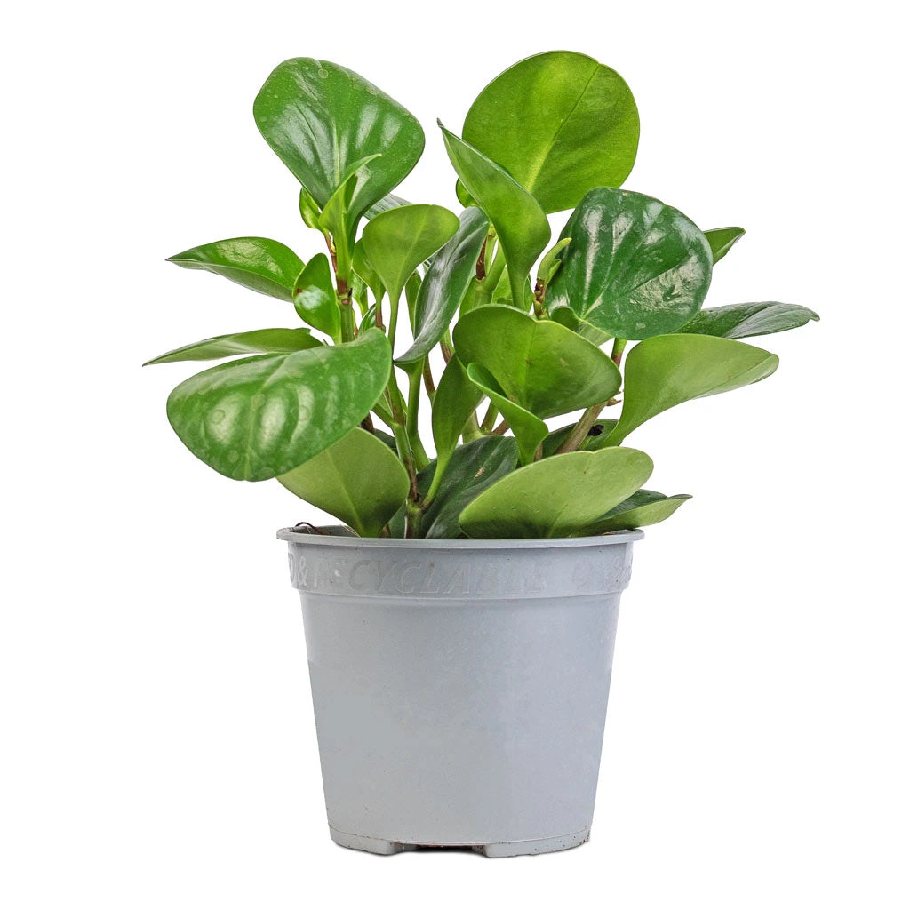 Peperomia Obtusifolia Green - Baby Rubber Plant 10 Peperomia Obtusifolia Green - Baby Rubber Plant - Image 8