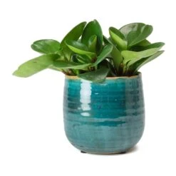 Peperomia Obtusifolia Green - Baby Rubber Plant 28 Peperomia Obtusifolia Green - Baby Rubber Plant -Indoor Plants Store Peperomia obtusifolia Green Baby Rubber Plant Iris Turquoise Plant Pot