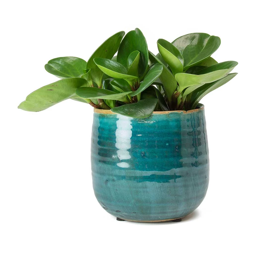 Peperomia Obtusifolia Green - Baby Rubber Plant 14 Peperomia Obtusifolia Green - Baby Rubber Plant - Image 12