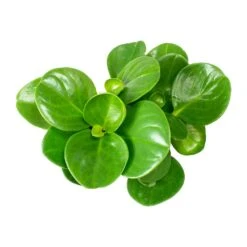 Peperomia Obtusifolia Green - Baby Rubber Plant 20 Peperomia Obtusifolia Green - Baby Rubber Plant -Indoor Plants Store Peperomia obtusifolia Green Baby Rubber Plant Leaves