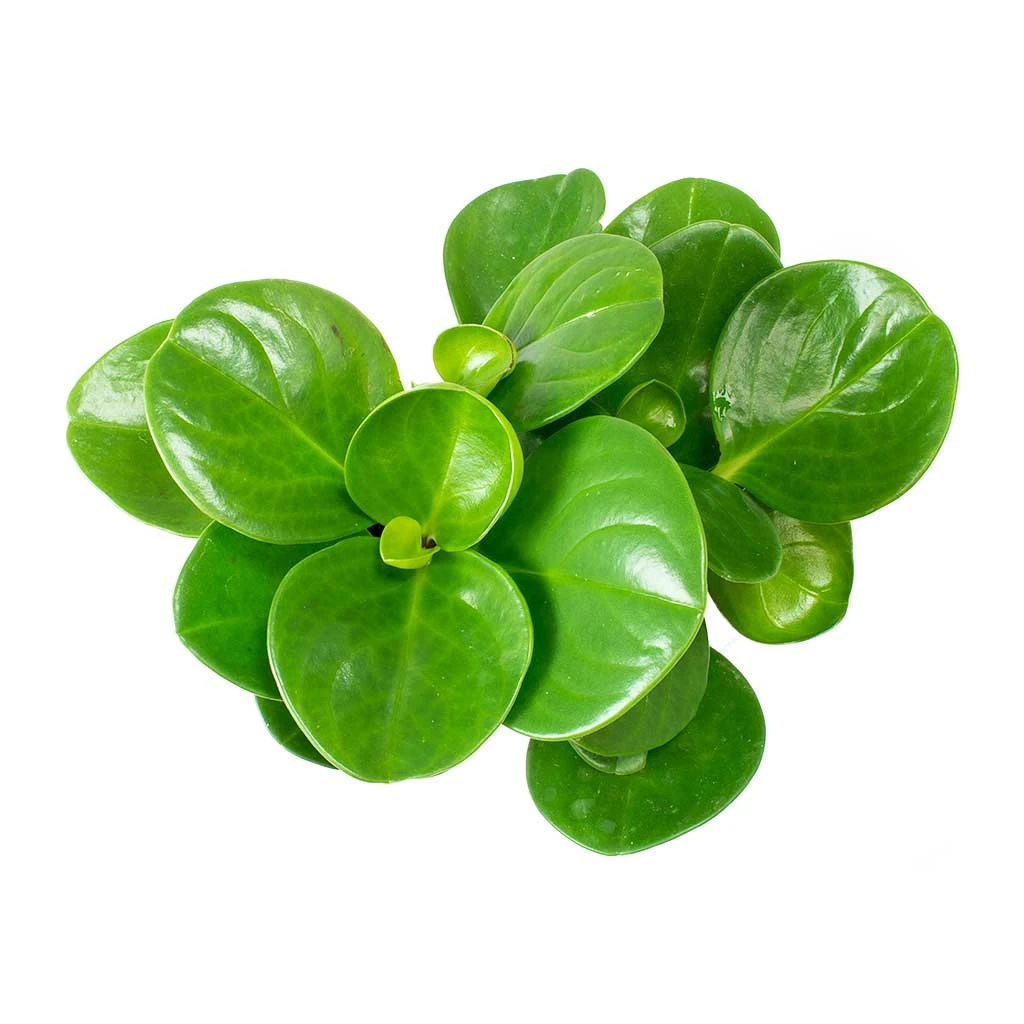 Peperomia Obtusifolia Green - Baby Rubber Plant 6 Peperomia Obtusifolia Green - Baby Rubber Plant - Image 4