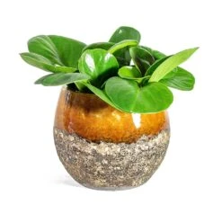 Peperomia Obtusifolia Green - Baby Rubber Plant 29 Peperomia Obtusifolia Green - Baby Rubber Plant -Indoor Plants Store Peperomia obtusifolia Green Baby Rubber Plant Lindy Plant Pot Ochre 02f52615 74bd 4bbf 801c 3ce417669252