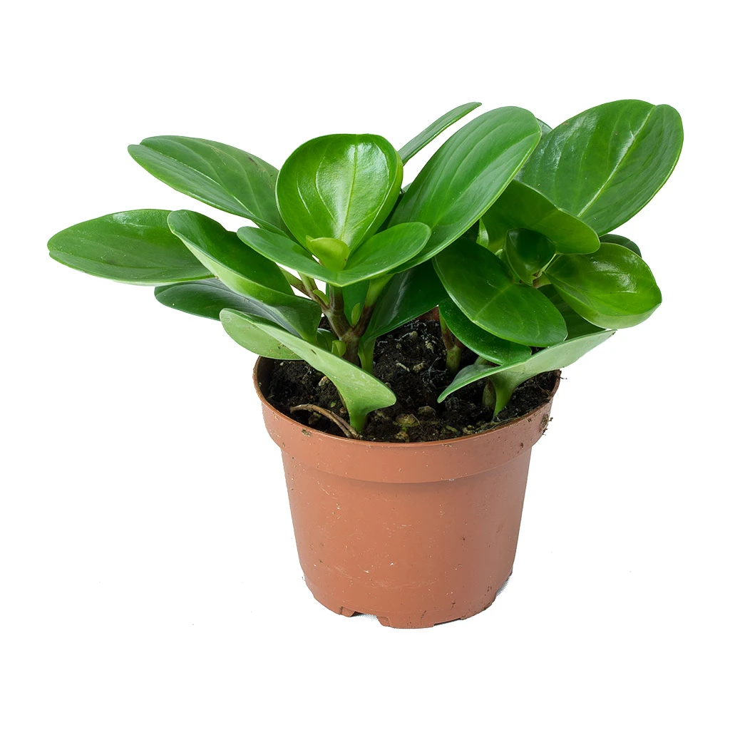 Peperomia Obtusifolia Green - Baby Rubber Plant 5 Peperomia Obtusifolia Green - Baby Rubber Plant - Image 3