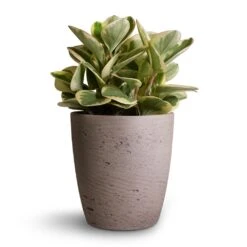 Peperomia Obtusifolia Obtipan Bicolor -Indoor Plants Store Peperomia obtusifolia Obtipan Bicolor 12x20cm Gerben Plant Pot Grey Washed 15x16cm 82796cb9 8275 47a0 bc86 32e841e32374