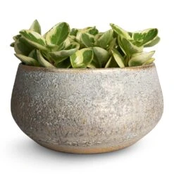 Noor Plant Bowl - Metallic Grey 10 Noor Plant Bowl - Metallic Grey -Indoor Plants Store Peperomia obtusifolia Obtipan Bicolor 12x20cm Noor Plant Bowl Metallic Grey 28x13cm