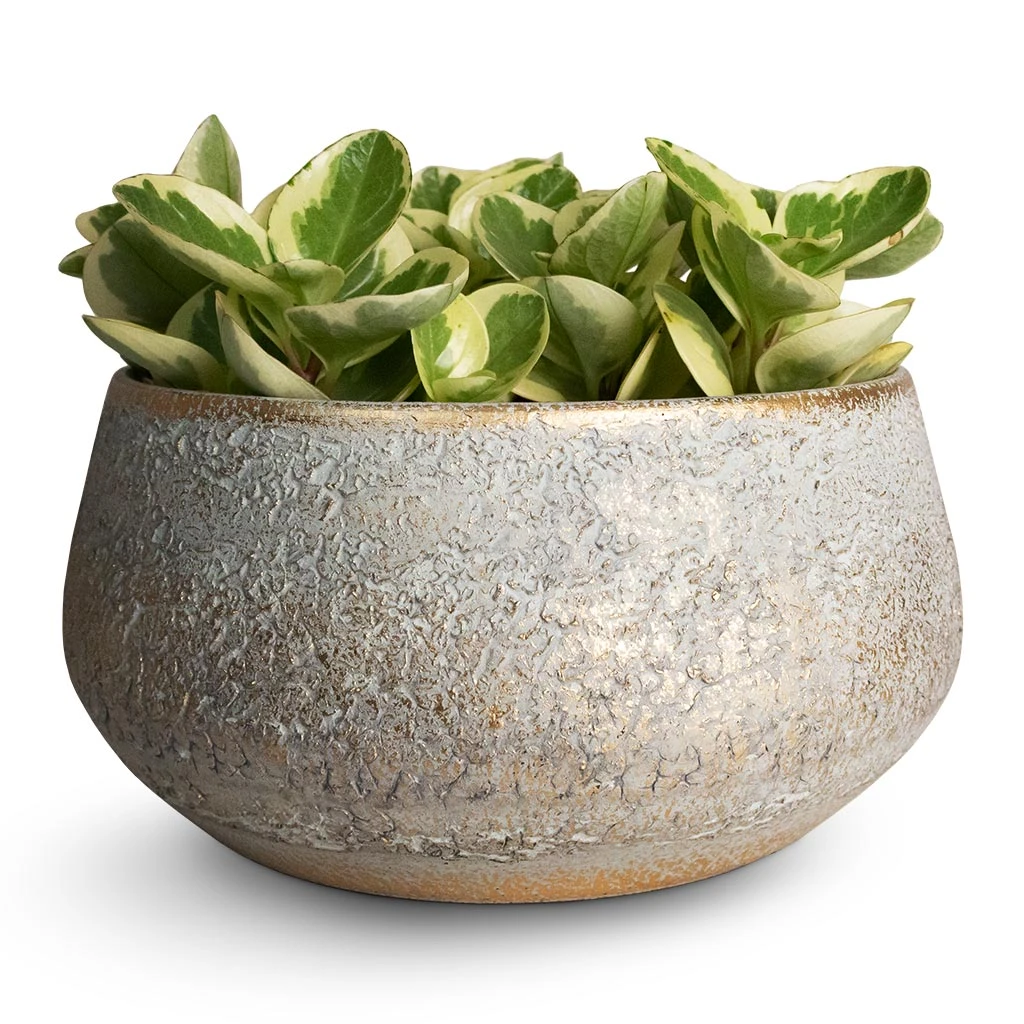 Noor Plant Bowl - Metallic Grey 5 Noor Plant Bowl - Metallic Grey - Image 3