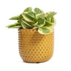 Peperomia Obtusifolia Obtipan Bicolor -Indoor Plants Store Peperomia obtusifolia Obtipan Bicolor Bolino Plant Pot Yellow
