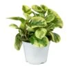Peperomia Obtusifolia Variegata - Variegated Baby Rubber Plant 2 Peperomia Obtusifolia Variegata - Variegated Baby Rubber Plant -Indoor Plants Store Peperomia obtusifolia Variegata indoor plant