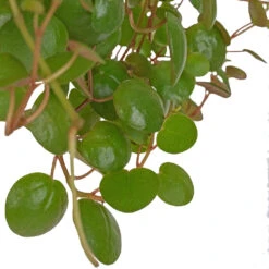Peperomia Prostrata Pepperspot - String Of Coins -Indoor Plants Store Peperomia prostrata Pepperspot String of Coins 11x25cm 2