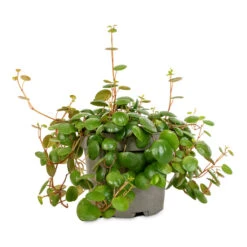 Peperomia Prostrata Pepperspot - String Of Coins -Indoor Plants Store Peperomia prostrata Pepperspot String of Coins 11x25cm 4