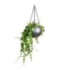 Aeschynanthus Pink Polka - Lipstick Plant -Indoor Plants Store Peperomia prostrata Pepperspot String of Coins 15x20cm Gradient Hanging Plant Globe Matt Grey 24x19cm