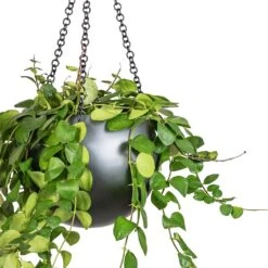 Aeschynanthus Pink Polka - Lipstick Plant -Indoor Plants Store Peperomia prostrata Pepperspot String of Coins 15x20cm Gradient Hanging Plant Globe Matt Grey 24x19cm 2