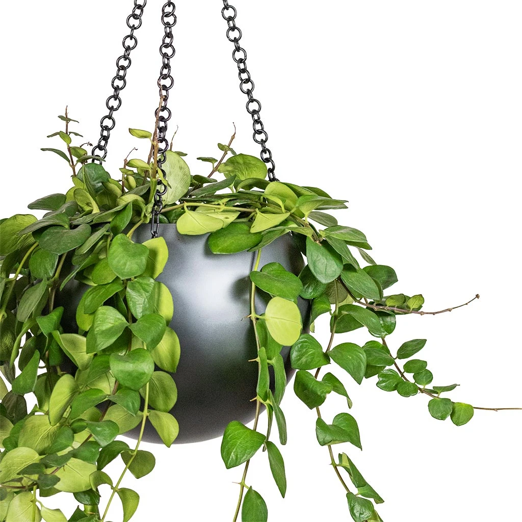 Gradient Hanging Plant Globe - Matt Grey 4 Gradient Hanging Plant Globe - Matt Grey - Image 2