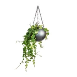 Gradient Hanging Plant Globe - Matt Grey 8 Gradient Hanging Plant Globe - Matt Grey -Indoor Plants Store Peperomia prostrata Pepperspot String of Coins 15x20cm Gradient Hanging Plant Globe Matt Grey 24x19cm 8229e548 e96e 4af8 a4b4 9dfa73bde1f8