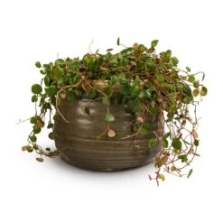 Peperomia Prostrata Pepperspot - String Of Coins -Indoor Plants Store Peperomia prostrata Pepperspot String of Coins 15x20cm Iris Plant Pot Moss Grey 21x17cm