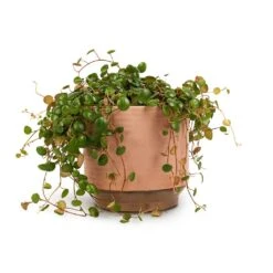 Peperomia Prostrata Pepperspot - String Of Coins -Indoor Plants Store Peperomia prostrata Pepperspot String of Coins 15x20cm Suze Plant Pot Pink 17x16cm