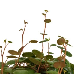 Peperomia Prostrata Pepperspot - String Of Coins -Indoor Plants Store Peperomia prostrata Pepperspot String of Coins DETAIL