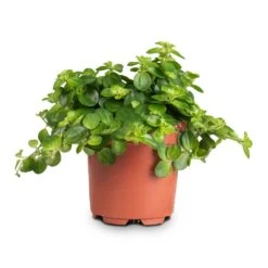 Peperomia Rotundifolia - Trailing Jade Plant -Indoor Plants Store Peperomia rotundifolia Trailing Jade Plant 10.5x15cm
