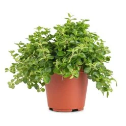 Peperomia Rotundifolia - Trailing Jade Plant -Indoor Plants Store Peperomia rotundifolia Trailing Jade Plant 12x20cm