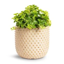 Peperomia Rotundifolia - Trailing Jade Plant -Indoor Plants Store Peperomia rotundifolia Trailing Jade Plant 12x20cm Bolino Plant Pot Mint 15x13cm