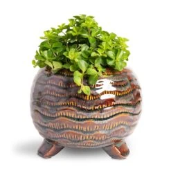 Dewi Plant Pot - Marrakesh -Indoor Plants Store Peperomia rotundifolia Trailing Jade Plant 12x20cm Dewi Plant Pot Marrakesh 18x14cm 65446e8f 53db 48ac b723 a26e9bc9dcde