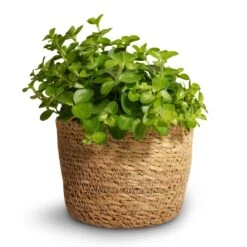 Peperomia Rotundifolia - Trailing Jade Plant -Indoor Plants Store Peperomia rotundifolia Trailing Jade Plant 12x20cm Igmar Plant Basket Natural 13x10cm 02c1867e f43b 4cd9 aee9 f189629bf6b0