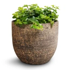 Peperomia Rotundifolia - Trailing Jade Plant -Indoor Plants Store Peperomia rotundifolia Trailing Jade Plant 15x25cm Cas Plant Pot Sahara 21x19cm 0d84acf2 3b0a 4cd9 b28c 974ae6a42422