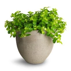 Peperomia Rotundifolia - Trailing Jade Plant -Indoor Plants Store Peperomia rotundifolia Trailing Jade Plant 15x25cm Coral Refined Planter Clouded Grey 2 ffb4aec4 be46 4dc2 9a45 7abb2fc83fcf