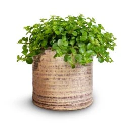 Hera Plant Pot - Ivory 16 Hera Plant Pot - Ivory -Indoor Plants Store Peperomia rotundifolia Trailing Jade Plant 15x25cm Hera Plant Pot Ivory 2