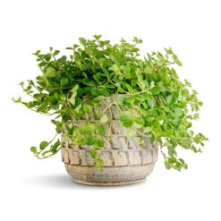 Peperomia Rotundifolia - Trailing Jade Plant -Indoor Plants Store Peperomia rotundifolia Trailing Jade Plant 15x25cm Jim Plant Pot Shell 19x16cm 2