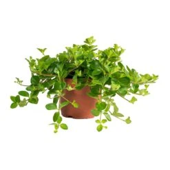 Peperomia Rotundifolia - Trailing Jade Plant -Indoor Plants Store Peperomia rotundifolia Trailing Jade Plant
