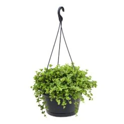 Peperomia Rotundifolia - Trailing Jade Plant -Indoor Plants Store Peperomia rotundifolia Trailing Jade Plant 28x50cm