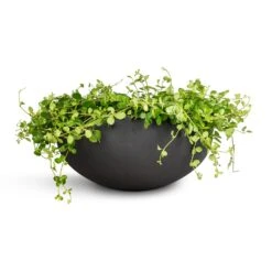 Peperomia Rotundifolia - Trailing Jade Plant -Indoor Plants Store Peperomia rotundifolia Trailing Jade Plant 28x50cm Morgana Refined Plant Bowl Volcano Black 43.5x19cm