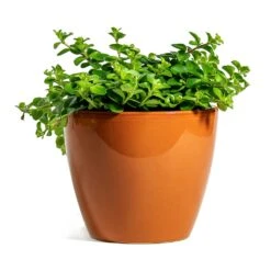 Peperomia Rotundifolia - Trailing Jade Plant -Indoor Plants Store Peperomia rotundifolia Trailing Jade Plant sven mandarin plant pot